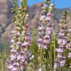 250 NATIVE MIX Beardtongue PENSTEMON Grandiflorus, Strictus, Cobaea, Palmeri, Digitalis, Pallidus - Pink White Blue Purple Flower Seeds