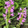 250 NATIVE MIX Beardtongue PENSTEMON Grandiflorus, Strictus, Cobaea, Palmeri, Digitalis, Pallidus - Pink White Blue Purple Flower Seeds