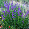 250 NATIVE MIX Beardtongue PENSTEMON Grandiflorus, Strictus, Cobaea, Palmeri, Digitalis, Pallidus - Pink White Blue Purple Flower Seeds