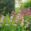 250 NATIVE MIX Beardtongue PENSTEMON Grandiflorus, Strictus, Cobaea, Palmeri, Digitalis, Pallidus - Pink White Blue Purple Flower Seeds