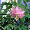 10 BANANA PASSION FRUIT Pink Passion Flower Passiflora Mollissima Yellow Skin Orange Pulp Vine Seeds