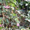 10 BANANA PASSION FRUIT Pink Passion Flower Passiflora Mollissima Yellow Skin Orange Pulp Vine Seeds