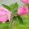 20 LIGHT PINK HIBISCUS Moscheutos var. Palustris Hardy Flower Seeds