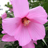 20 LIGHT PINK HIBISCUS Moscheutos var. Palustris Hardy Flower Seeds