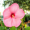 20 LIGHT PINK HIBISCUS Moscheutos var. Palustris Hardy Flower Seeds