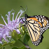 1000 WILD BERGAMOT Monarda Fistulosa aka Mintleaf Bee Balm & Oswego Tea Native Herb Purple Flower Seeds