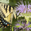 1000 WILD BERGAMOT Monarda Fistulosa aka Mintleaf Bee Balm & Oswego Tea Native Herb Purple Flower Seeds