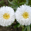 30 Double CRAZY DAISY Leucanthemum x Superbum Big 3" Frizzled White Yellow Shasta Flower Seeds