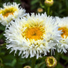 30 Double CRAZY DAISY Leucanthemum x Superbum Big 3" Frizzled White Yellow Shasta Flower Seeds