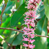 5 MACADAMIA NUT Tree Macadamia Integrifolia Brown Shell Beige Nut Fruit White & Pink Flower Seeds