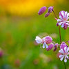 100 MAIDENSTEARS Silene Vulgaris aka Bladder Campion Maidens Tears Pink & White Flower Seeds