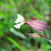 100 MAIDENSTEARS Silene Vulgaris aka Bladder Campion Maidens Tears Pink & White Flower Seeds