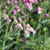 100 MAIDENSTEARS Silene Vulgaris aka Bladder Campion Maidens Tears Pink & White Flower Seeds