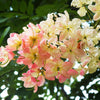 5 PINK SHOWER TREE Cassia Javanica aka Rainbow Shower & Apple Blossom Tree Two Tone Pink, White, Yellow Flower Seeds