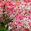 5 PINK SHOWER TREE Cassia Javanica aka Rainbow Shower & Apple Blossom Tree Two Tone Pink, White, Yellow Flower Seeds