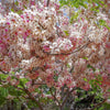 5 PINK SHOWER TREE Cassia Javanica aka Rainbow Shower & Apple Blossom Tree Two Tone Pink, White, Yellow Flower Seeds