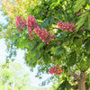 20 EAST INDIAN ALMOND Tree Terminalia Myriocarpa aka Hollock Yellow Peach Pink Flower Seeds
