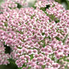 50 LOVE PARADE YARROW Achillea Sibirica ssp. Camtschatica aka Kamchatka & Siberian Yarrow Pale Pink Flower Seeds