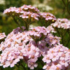 50 LOVE PARADE YARROW Achillea Sibirica ssp. Camtschatica aka Kamchatka & Siberian Yarrow Pale Pink Flower Seeds