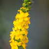 15 CHURCH STEEPLES Agrimonia Eupatoria aka Agrimony or Sticklewort Perennial Herb Yellow Flower Seeds