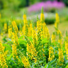 15 CHURCH STEEPLES Agrimonia Eupatoria aka Agrimony or Sticklewort Perennial Herb Yellow Flower Seeds
