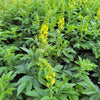 15 CHURCH STEEPLES Agrimonia Eupatoria aka Agrimony or Sticklewort Perennial Herb Yellow Flower Seeds