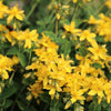 15 CHURCH STEEPLES Agrimonia Eupatoria aka Agrimony or Sticklewort Perennial Herb Yellow Flower Seeds