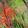 5 AFRICAN FLAG Chasmanthe Floribunda Cornflag Red Orange Hummingbird Flower Seeds