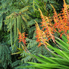 5 AFRICAN FLAG Chasmanthe Floribunda Cornflag Red Orange Hummingbird Flower Seeds