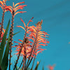 5 AFRICAN FLAG Chasmanthe Floribunda Cornflag Red Orange Hummingbird Flower Seeds