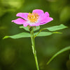 10 CLIMBING MICHIGAN ROSE Rosa Setigera aka Climbing Prairie or Illinois Rose Native Pink Flower Seeds