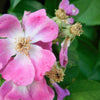 10 CLIMBING MICHIGAN ROSE Rosa Setigera aka Climbing Prairie or Illinois Rose Native Pink Flower Seeds