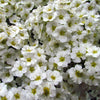 100 WHITE MEADOWSWEET Spiraea Alba Narrow Leaved Queen of the Prairie Native Flower Shrub Seeds
