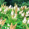 100 WHITE MEADOWSWEET Spiraea Alba Narrow Leaved Queen of the Prairie Native Flower Shrub Seeds