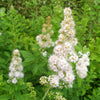 100 WHITE MEADOWSWEET Spiraea Alba Narrow Leaved Queen of the Prairie Native Flower Shrub Seeds