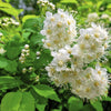 100 WHITE MEADOWSWEET Spiraea Alba Narrow Leaved Queen of the Prairie Native Flower Shrub Seeds