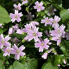 20 SIBERIAN SPRING BEAUTY Claytonia Sibirica aka Candy Flower, Pink Purslane, Siberian Miner's Lettuce Pink Striped Shade Flower Native Herb Seeds