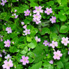 20 SIBERIAN SPRING BEAUTY Claytonia Sibirica aka Candy Flower, Pink Purslane, Siberian Miner's Lettuce Pink Striped Shade Flower Native Herb Seeds