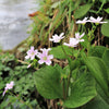 20 SIBERIAN SPRING BEAUTY Claytonia Sibirica aka Candy Flower, Pink Purslane, Siberian Miner's Lettuce Pink Striped Shade Flower Native Herb Seeds
