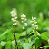 15 BEADRUBY Maianthemum Dilatatum aka False Lily of the Valley, Solomon's Seal, Snakeberry, May Lily, Native White Flower Red Berry Moist Shade Seeds