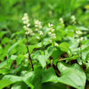 15 BEADRUBY Maianthemum Dilatatum aka False Lily of the Valley, Solomon's Seal, Snakeberry, May Lily, Native White Flower Red Berry Moist Shade Seeds