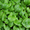 15 BEADRUBY Maianthemum Dilatatum aka False Lily of the Valley, Solomon's Seal, Snakeberry, May Lily, Native White Flower Red Berry Moist Shade Seeds