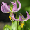 10 PINK FAWN LILY aka Trout Lily, Avalanche Lily, & Dog's Tooth Violet Erythronium Revolutum Native Flower Seeds