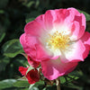 25 SWEET BRIAR ROSE Multiple Shades of Pink Eglantine Rose Rosa Eglanteria syn. Rosa Rubiginosa Flower Shrub Seeds