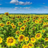 100 PEREDOVIK SUNFLOWER Helianthus Annuus aka Black Peredovik Good Oil / Oilseed Type Yellow Flower Seeds