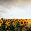 100 PEREDOVIK SUNFLOWER Helianthus Annuus aka Black Peredovik Good Oil / Oilseed Type Yellow Flower Seeds