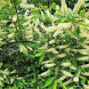 10 AMUR MAACKIA Cladrastis Amurensis Tree Ornamental White Flower Legume Seeds