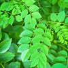 10 AMUR MAACKIA Cladrastis Amurensis Tree Ornamental White Flower Legume Seeds