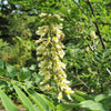 10 AMUR MAACKIA Cladrastis Amurensis Tree Ornamental White Flower Legume Seeds