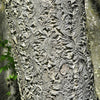 10 AMUR MAACKIA Cladrastis Amurensis Tree Ornamental White Flower Legume Seeds